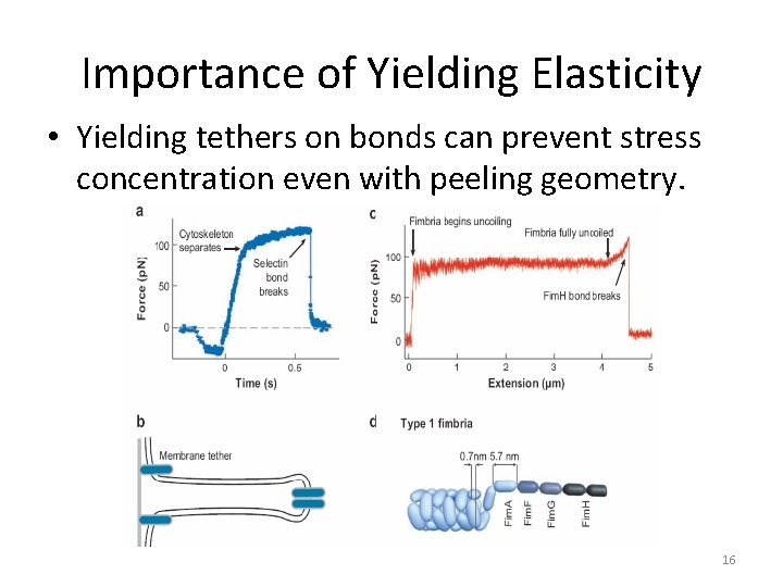 Importance of Yielding Elasticity • Yielding tethers on bonds can prevent stress concentration even
