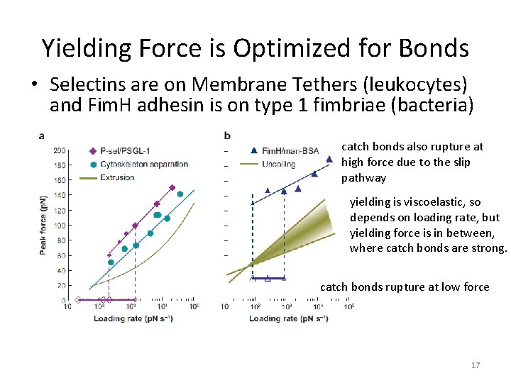Yielding Force is Optimized for Bonds • Selectins are on Membrane Tethers (leukocytes) and