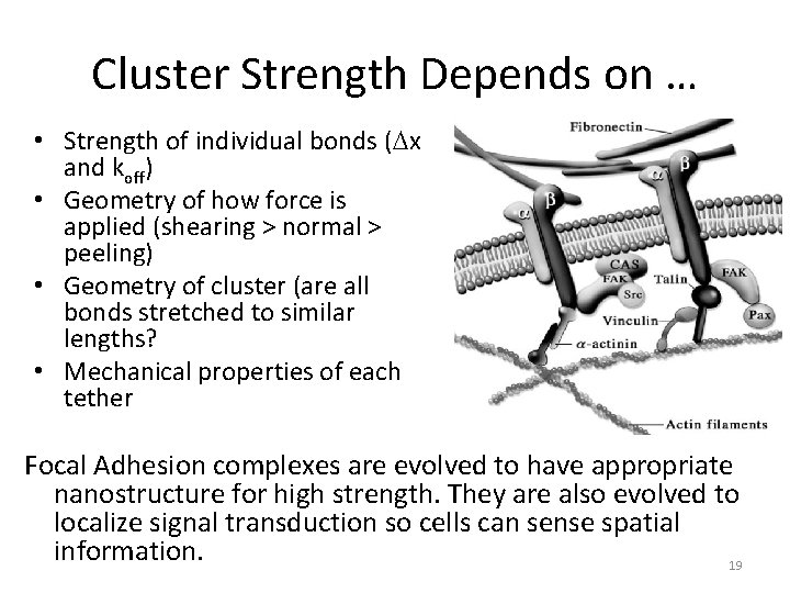 Cluster Strength Depends on … • Strength of individual bonds ( x and koff)