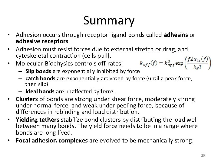 Summary • Adhesion occurs through receptor-ligand bonds called adhesins or adhesive receptors • Adhesion