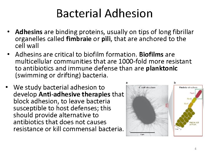 Bacterial Adhesion • Adhesins are binding proteins, usually on tips of long fibrillar organelles