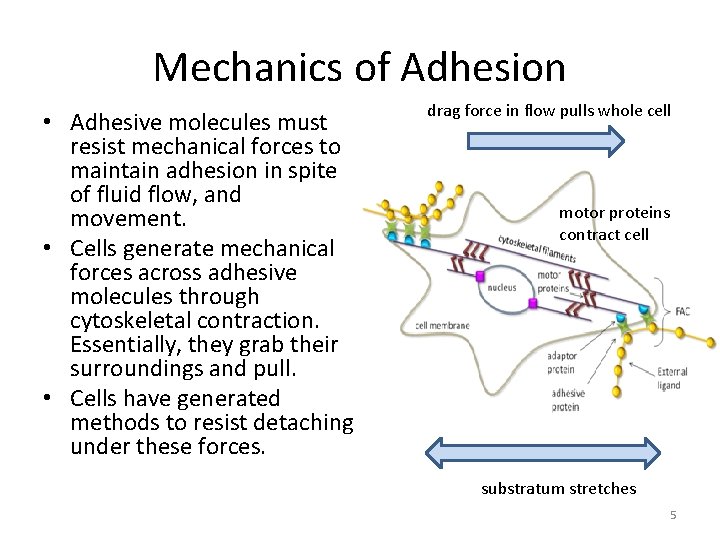 Mechanics of Adhesion • Adhesive molecules must resist mechanical forces to maintain adhesion in