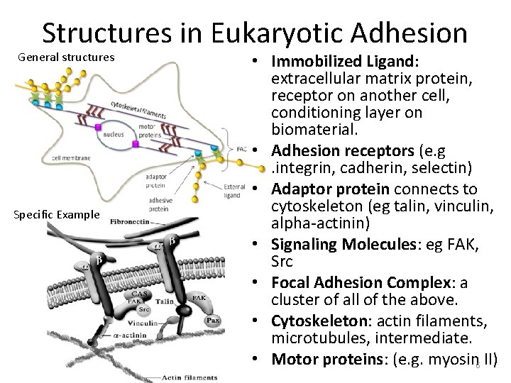 Structures in Eukaryotic Adhesion General structures Specific Example • Immobilized Ligand: extracellular matrix protein,