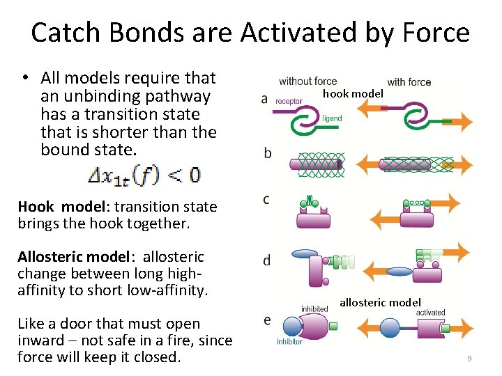 Catch Bonds are Activated by Force • All models require that an unbinding pathway