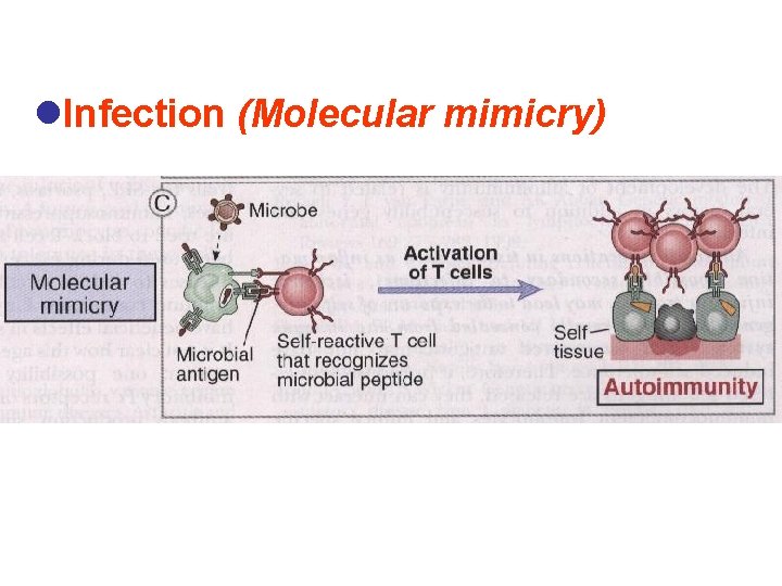 l. Infection (Molecular mimicry) 