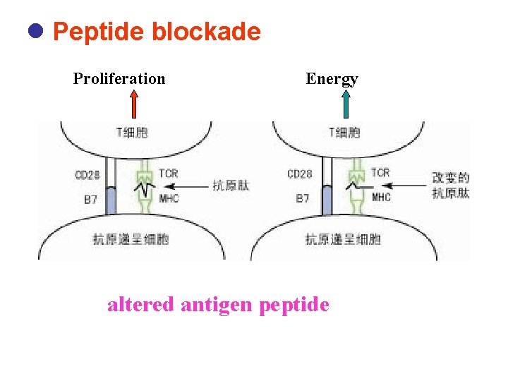 l Peptide blockade Proliferation Energy altered antigen peptide 