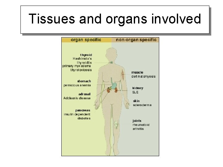 Tissues and organs involved 