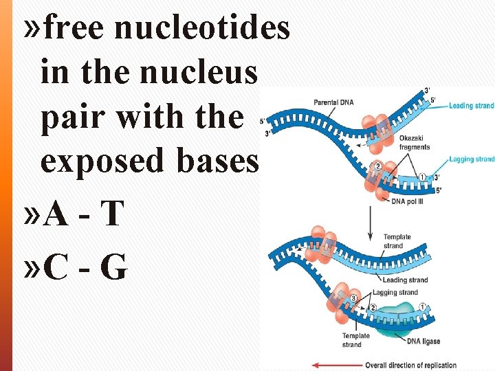 » free nucleotides in the nucleus pair with the exposed bases » A -