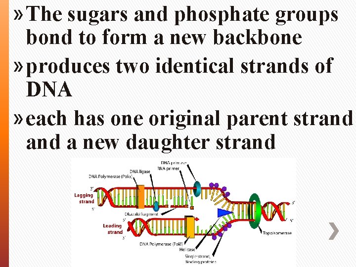 » The sugars and phosphate groups bond to form a new backbone » produces
