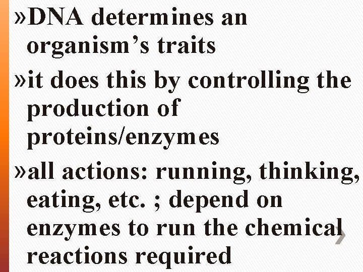 » DNA determines an organism’s traits » it does this by controlling the production