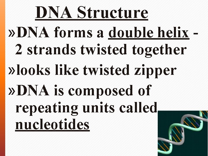 DNA Structure » DNA forms a double helix 2 strands twisted together » looks