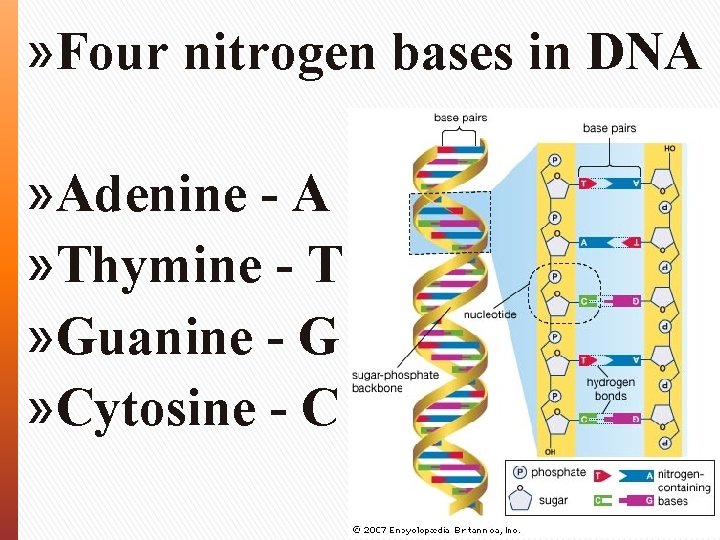 » Four nitrogen bases in DNA » Adenine - A » Thymine - T