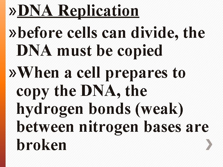 » DNA Replication » before cells can divide, the DNA must be copied »