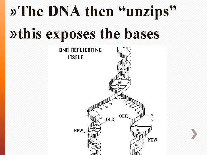 » The DNA then “unzips” » this exposes the bases 