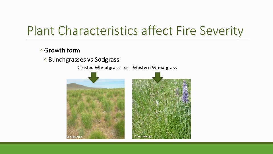 Plant Characteristics affect Fire Severity ◦ Growth form ◦ Bunchgrasses vs Sodgrass Crested Wheatgrass