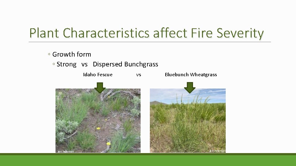 Plant Characteristics affect Fire Severity ◦ Growth form ◦ Strong vs Dispersed Bunchgrass Idaho