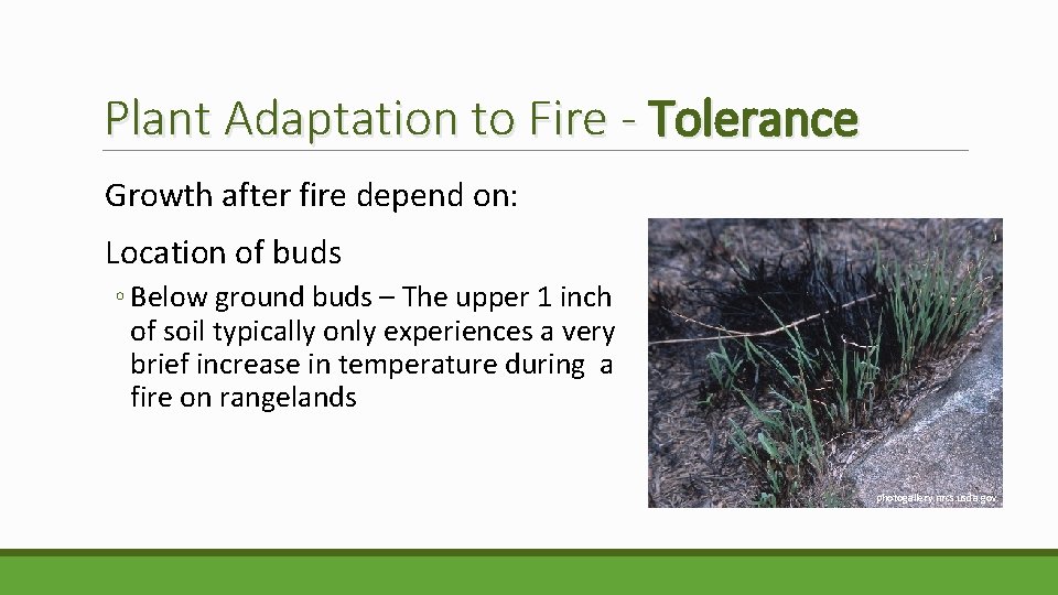 Plant Adaptation to Fire - Tolerance Growth after fire depend on: Location of buds