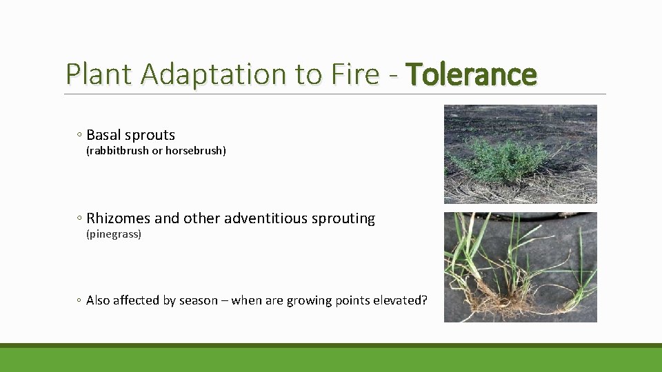 Plant Adaptation to Fire - Tolerance ◦ Basal sprouts (rabbitbrush or horsebrush) ◦ Rhizomes