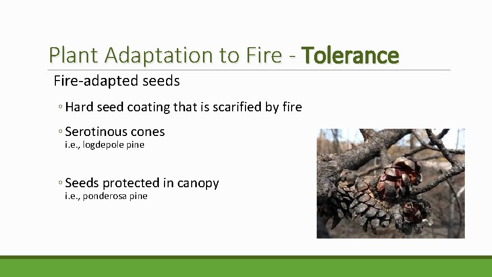 Plant Adaptation to Fire - Tolerance Fire-adapted seeds ◦ Hard seed coating that is
