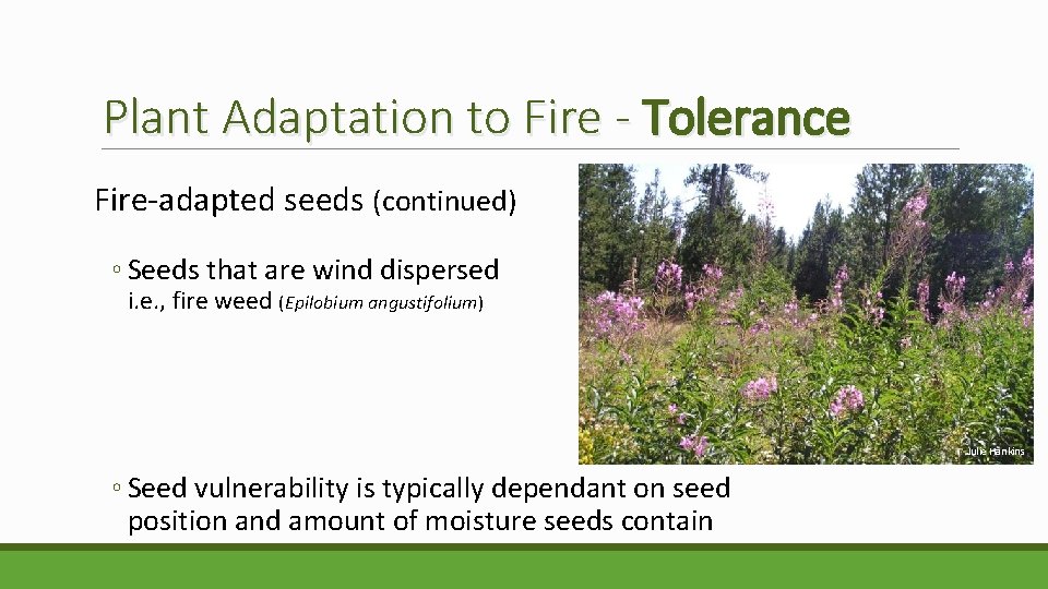 Plant Adaptation to Fire - Tolerance Fire-adapted seeds (continued) ◦ Seeds that are wind