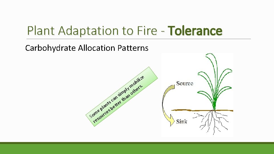 Plant Adaptation to Fire - Tolerance Carbohydrate Allocation Patterns ize l i b o