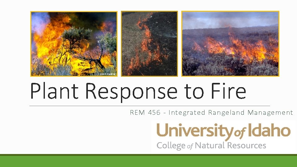 Stave Bunting Plant Response to Fire REM 456 - Integrated Rangeland Management 