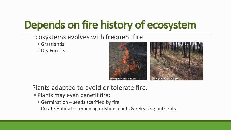 Depends on fire history of ecosystem Ecosystems evolves with frequent fire ◦ Grasslands ◦