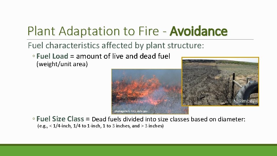 Plant Adaptation to Fire - Avoidance Fuel characteristics affected by plant structure: ◦ Fuel