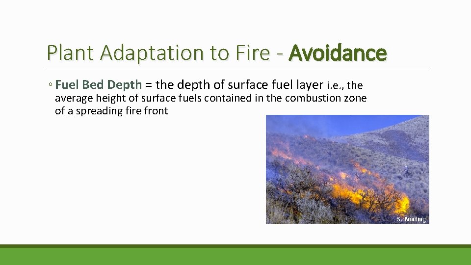Plant Adaptation to Fire - Avoidance ◦ Fuel Bed Depth = the depth of