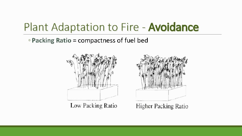 Plant Adaptation to Fire - Avoidance ◦ Packing Ratio = compactness of fuel bed