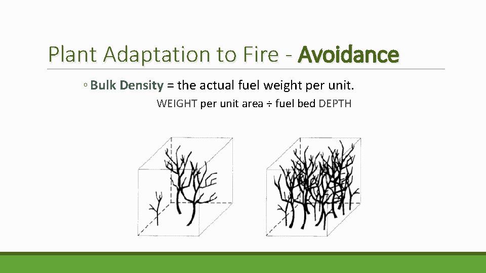 Plant Adaptation to Fire - Avoidance ◦ Bulk Density = the actual fuel weight