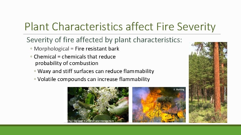 Plant Characteristics affect Fire Severity of fire affected by plant characteristics: S. Bunting Sheri