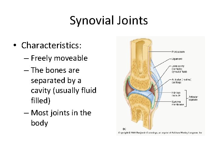 Synovial Joints • Characteristics: – Freely moveable – The bones are separated by a