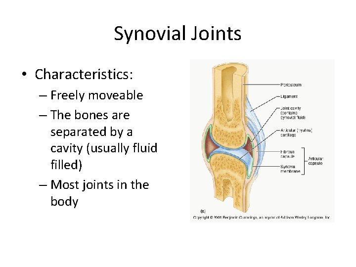 Synovial Joints • Characteristics: – Freely moveable – The bones are separated by a Synovial Joints • Characteristics: – Freely moveable – The bones are separated by a