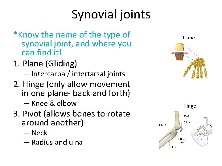 Synovial joints *Know the name of the type of synovial joint, and where you