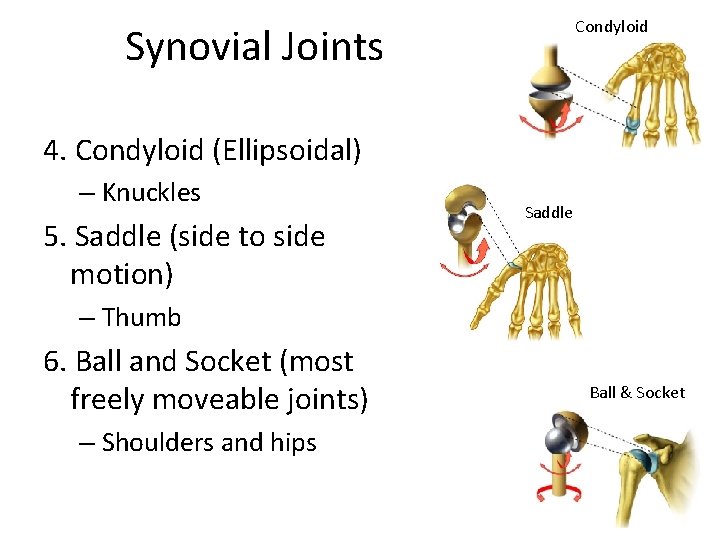 Condyloid Synovial Joints 4. Condyloid (Ellipsoidal) – Knuckles 5. Saddle (side to side motion)