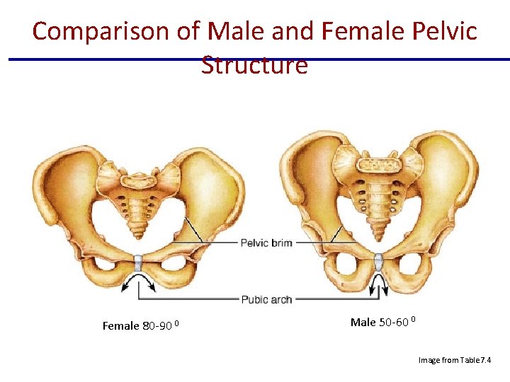 Comparison of Male and Female Pelvic Structure Female 80 -90 0 Male 50 -60