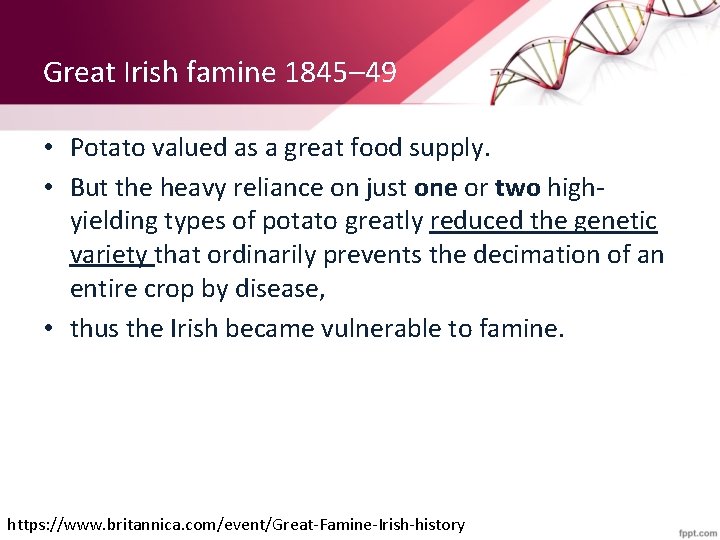 Great Irish famine 1845– 49 • Potato valued as a great food supply. •