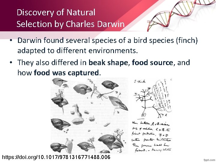 Discovery of Natural Selection by Charles Darwin • Darwin found several species of a