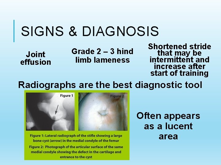 SIGNS & DIAGNOSIS Joint effusion Grade 2 – 3 hind limb lameness Shortened stride