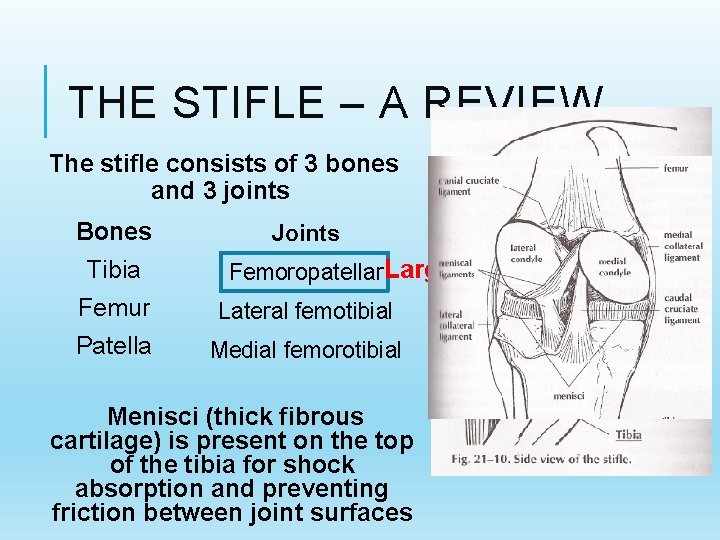 THE STIFLE – A REVIEW The stifle consists of 3 bones and 3 joints