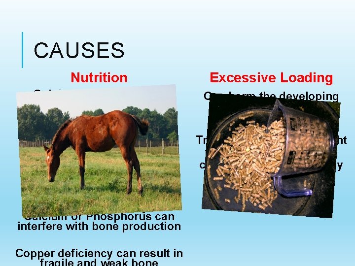 CAUSES Nutrition Excessive Loading Gaining body weight too quickly will result in overloading and/or