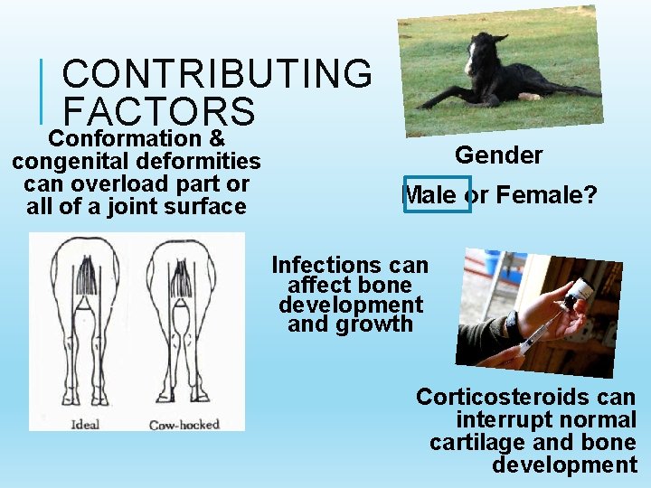 CONTRIBUTING FACTORS Conformation & congenital deformities can overload part or all of a joint