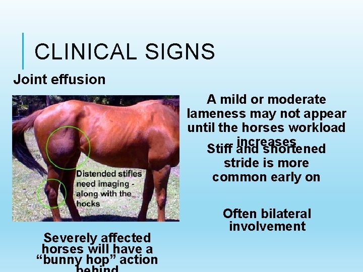 CLINICAL SIGNS Joint effusion A mild or moderate lameness may not appear until the