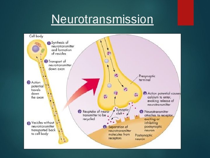 Neurotransmission 