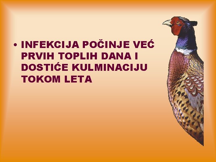  • INFEKCIJA POČINJE VEĆ PRVIH TOPLIH DANA I DOSTIĆE KULMINACIJU TOKOM LETA 