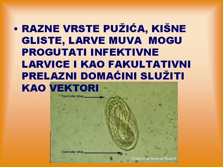  • RAZNE VRSTE PUŽIĆA, KIŠNE GLISTE, LARVE MUVA MOGU PROGUTATI INFEKTIVNE LARVICE I