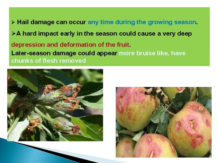 Ø Hail damage can occur any time during the growing season. ØA hard impact
