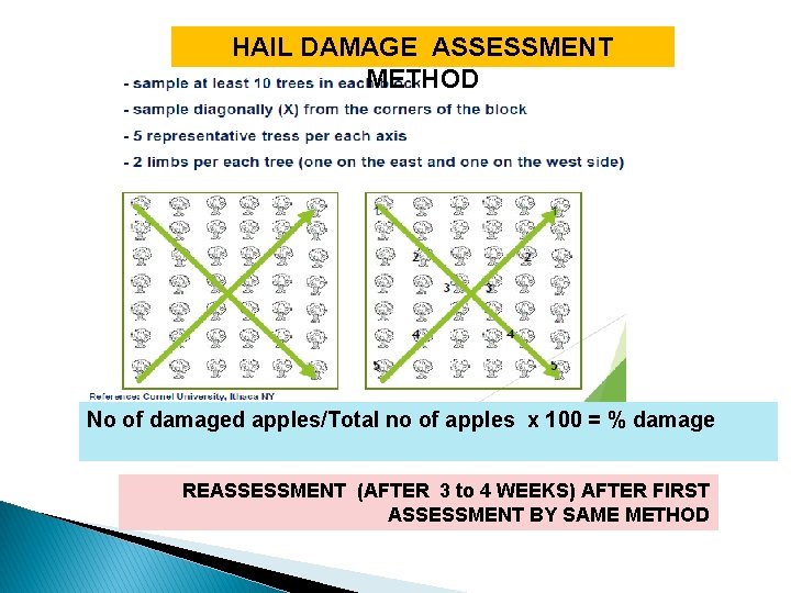 HAIL DAMAGE ASSESSMENT METHOD No of damaged apples/Total no of apples x 100 =
