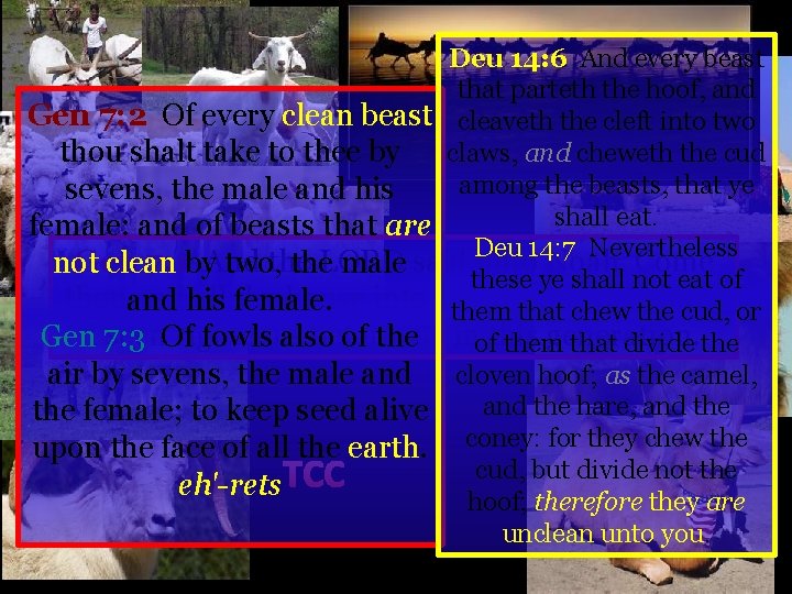 Deu 14: 6 And every beast that parteth the hoof, and Gen 7: 2